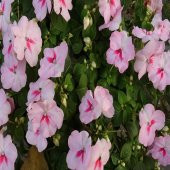 Pembe Walleriana Cam Güzeli Çiçeği Tohumu -20 Adet - 1