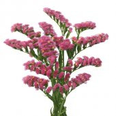 Kesme Pembe Deniz Lavantası Çiçeği Tohumu -30 Adet - 1