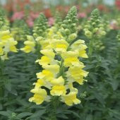Sarı Antirrhinum Aslanağzı Çiçeği Tohumu -20 Adet - 1