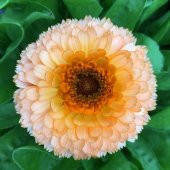Katmerli Pembe Calendula Aynısefa Çiçeği Tohumu -50 Adet - 3
