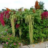 Red Amaranthus Caudatus Horoz İbiği Çiçeği Tohumu -100 Adet - 2