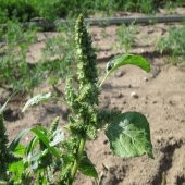 Yeşil Amaranthus Blitum Horoz İbiği Çiçeği Tohumu -50 Adet - 4