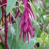 Sarkan Güzel Kırmızı Amaranthus Çiçeği Tohumu -1500 Adet - 5