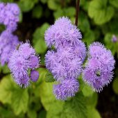 Gece Mavisi Vapur Dumanı Çiçeği Tohumu -100 Tohum thumbnail 3