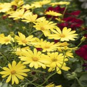 Sarı Osteospermum Afrika Papatyası Çiçeği Tohumu -50Tohum thumbnail 2