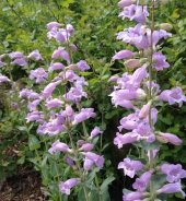 Sweet Lady Penstemon Sakallı Dil Çiçeği Tohumu -50 Tohum - 3
