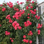 Tüplü Rosanna Pembe Tırmanıcı Sarmaşık Gül Fidanı thumbnail 2