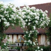 Tüplü Beyaz Tırmanıcı Sarmaşık Gül Fidanı thumbnail 3