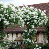 Tüplü Beyaz Tırmanıcı Sarmaşık Gül Fidanı thumbnail 4