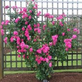 Tüplü Pembe Sarmaşık Gül Fidanı thumbnail 4