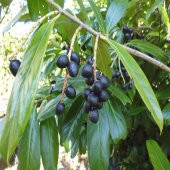 Tüplü Karayemiş (Gürcü Kirazı) Fidanı thumbnail 1