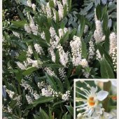 Tüplü Karayemiş (Gürcü Kirazı) Fidanı thumbnail 2