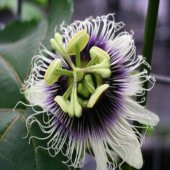 Tüplü Passiflora Edulis (Passion Fruit) (Aşk Meyvesi) - 8