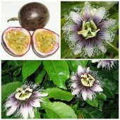 Tüplü Passiflora Edulis (Passion Fruit) (Aşk Meyvesi) - 9