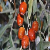 Tüplü İğde Fidanı (Eleagnus angustifolia) - 3