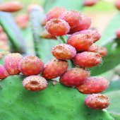 Tüplü Kolamandin Fidanı Üzeri Meyveli thumbnail 3