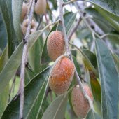 Tüplü İğde Fidanı (Eleagnus angustifolia) - 5