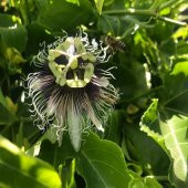Tüplü Pasiflora Maruçya Çarkıfelek Fidanı thumbnail 5