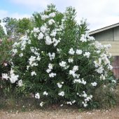 Tüplü Beyaz Çiçekli Zakkum Fidanı thumbnail 4