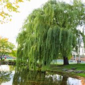 Tüplü Salkım Söğüt (Salix Babylonica) Fidanı - 3