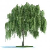 Tüplü Salkım Söğüt (Salix Babylonica) Fidanı - 4