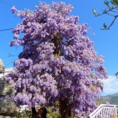 Tüplü Kokulu Mor Çiçekli Mor Salkım Fidanı thumbnail 2