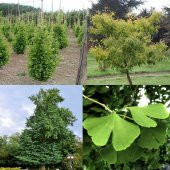 Tüplü Mağbet Ağacı Fidanı thumbnail 7