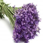 Tüplü Lavanta (Lavandula) Fidanı-KOKULU thumbnail 5