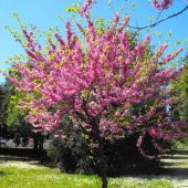 Tüplü Cercis Erguvan Ağacı Fidanı - 1