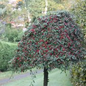 Tüplü Cotoneaster Dağ Taş Elma Fidanı - 1
