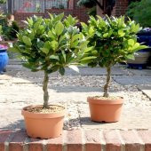 Tüplü Defne (Laurus) Ağacı Fidanı thumbnail 2