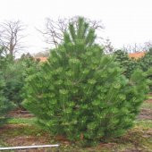 Tüplü Pinus Nigra Karaçam Fidanı (100-150 cm) - 1
