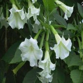 Tüplü Beyaz Brugmansia Meleklerin Borozanı Fidanı - 1