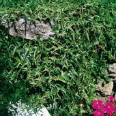 Tüplü Yeşil İnce Yapraklı Duvar Sarmaşık Fidanı thumbnail 2