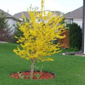 Tüplü Forsythi Altın Çanı Fidanı thumbnail 2