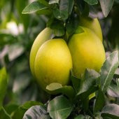 Tüplü Ağaç Kavunu Pomelo Şadok Fidanı - 4