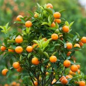 Tüplü Yüksek Kaliteli Nova Mandalina Fidanı - 1