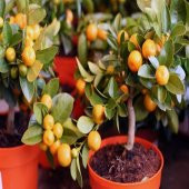 Tüplü Dayanıklı Yarı Bodur Nova Mandalina Fidanı - 1