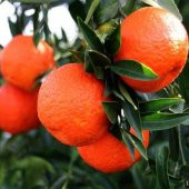 Tüplü Raf Ömrü Uzun King Mandalina Fidanı thumbnail 2