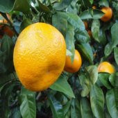 Tüplü Bol Sulu Miho Wase Mandalina Fidanı - 4