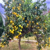 Tüplü Yüksek Verimli Yediveren Limon Fidanı - 4