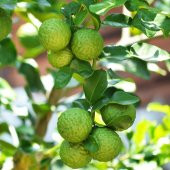 Tüplü Özel Çeşit Kaffir Lime Fidanı - 2