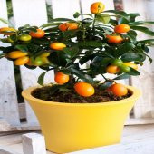 Tüplü Saksılık Nagami Kamkat Fidanı Meyve Verme Yaşında (3 Yaşlı) thumbnail 4