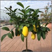 Tüplü Saksılık Limequat Fidanı thumbnail 2
