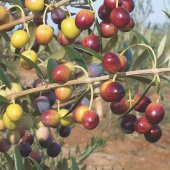 Tüplü Tam Bodur  Saksıda Yetişebilen Arbosona Zeytin Fidanı thumbnail 1