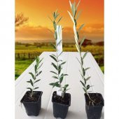 Tüplü Tam Bodur Arbequına Zeytin Fidanı (1 Yaş) - 3