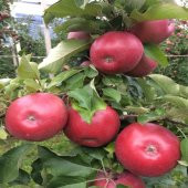 Tüplü Tam Bodur Kalitesi Yüksek Fuji Kiku Elma Fidanı - 3