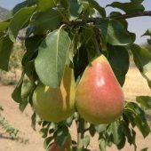 Tüplü Tam Bodur Kokulu Etruşka Armut Fidanı thumbnail 2