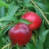 Tüplü Yarı Bodur Kuvvetli Gelişen Caldesi Nektarin Fidanı thumbnail 4