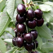 Tüplü Yarı Bodur Koyu Kırmızı Kordia Kiraz Fidanı thumbnail 1